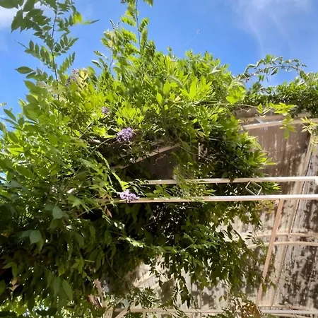 Semesterbostad Immersa Nel Ischia
